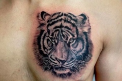 Tiger-chest-tattoo